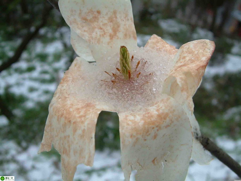 冰雪春花